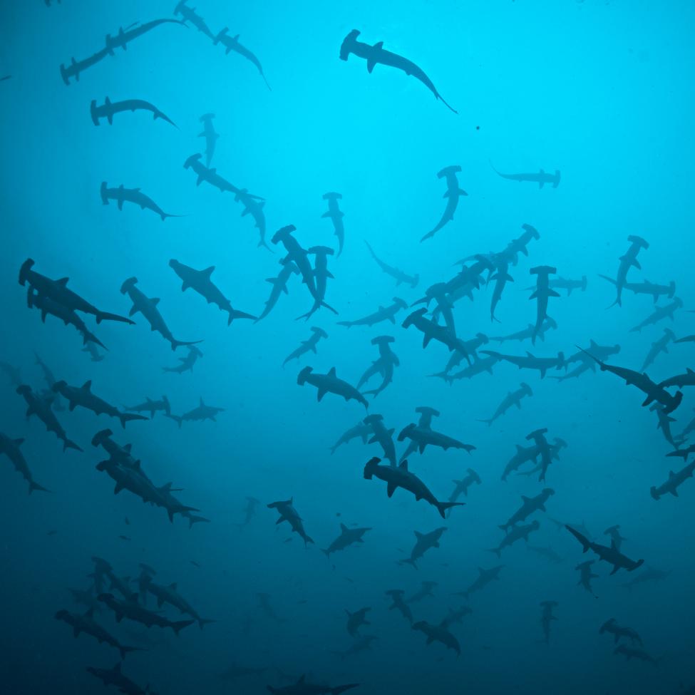 A group of hammerhead sharks swim in a blue ocean