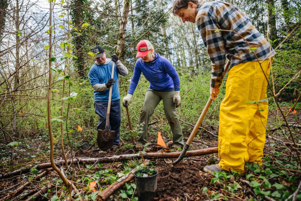 Three people work with tools to plant new trees in a forest.
