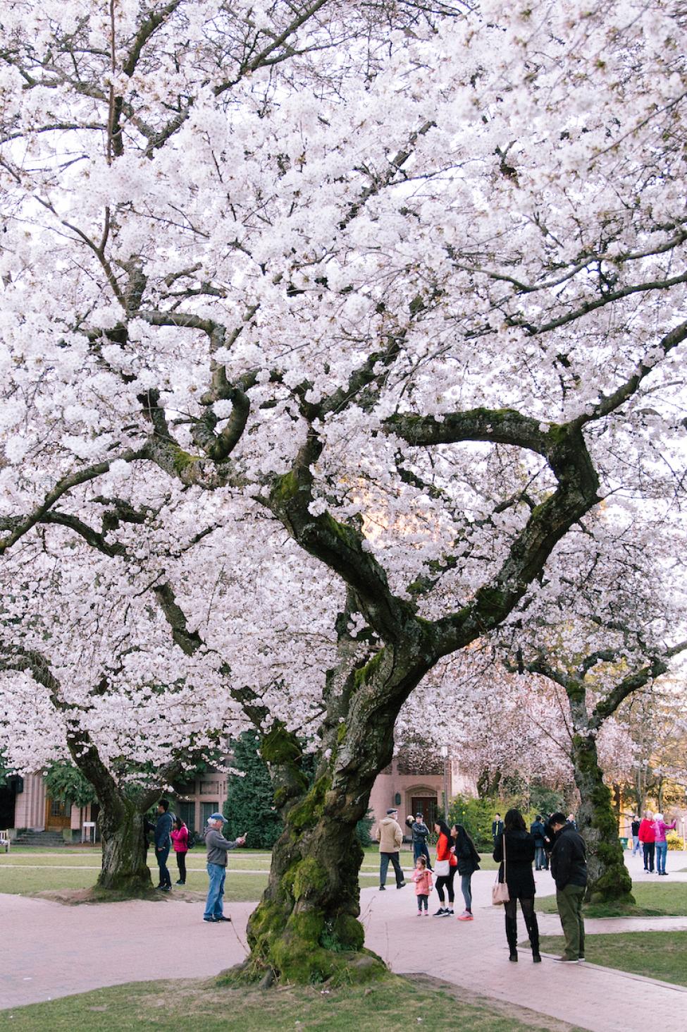 A blooming pink cherry blossom tree in the UW quad