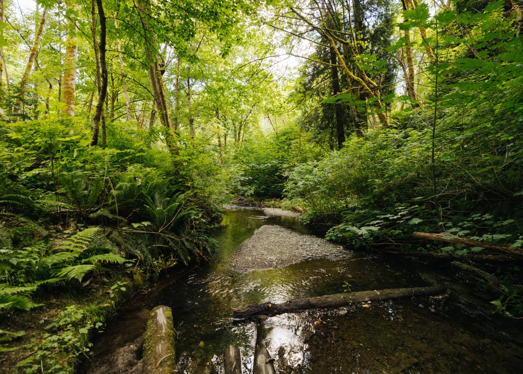 The lush landscape of Thorton Creek and surrounding greenery 