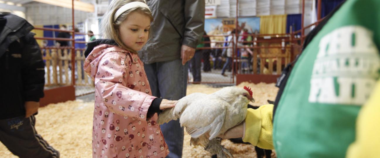 A young girl pets a chicken at the Washington State Fair.