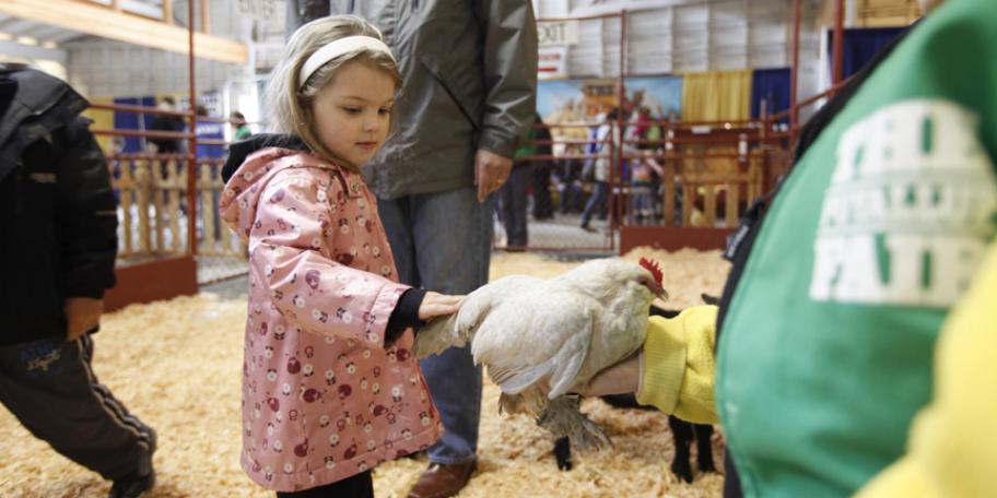 A young girl pets a chicken at the Washington State Fair.