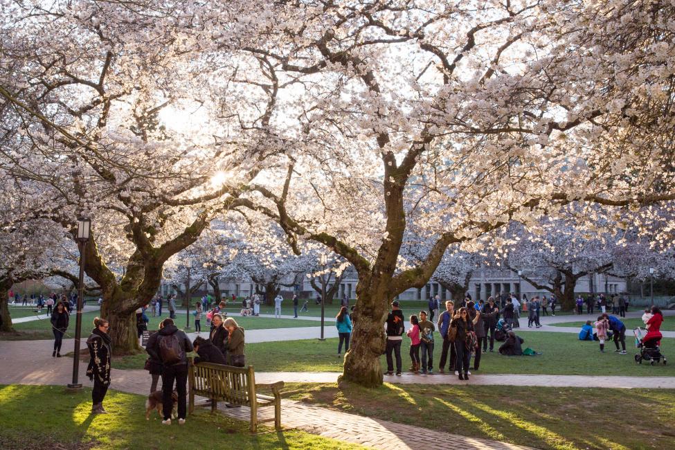 2018 in review: spring sun shines through cherry blossoms at the University of Washington.