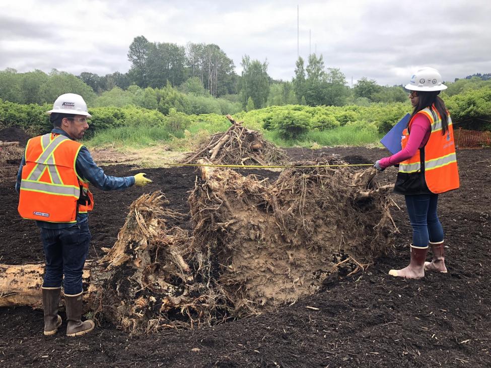 One of the stumps that will provide habitat in the expanded wetland area. 