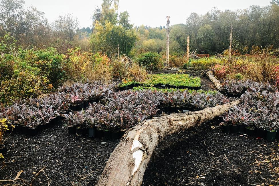 Some of the native plants ready for their new home near the Mercer Slough.