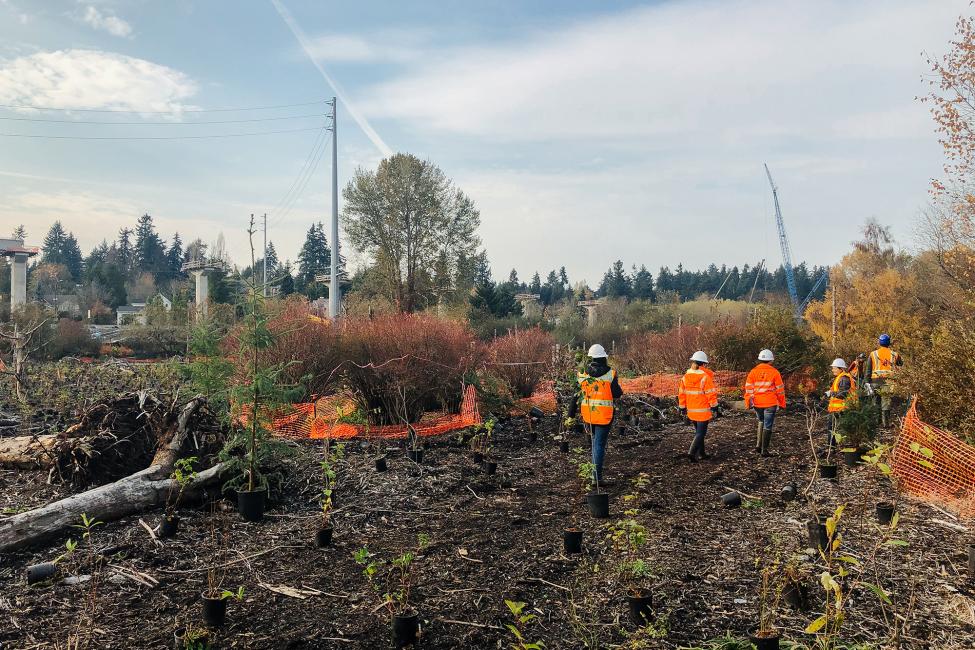 Planting crews walk through the Mercer Slough area being restored as part of the Blue Line construction project. 