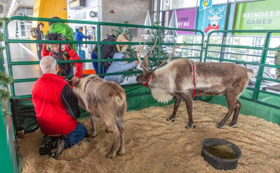 photo of Reindeer at Sea-Tac Link Light Rail station