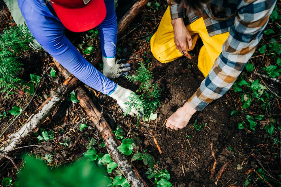 Two volunteers plant a small tree.