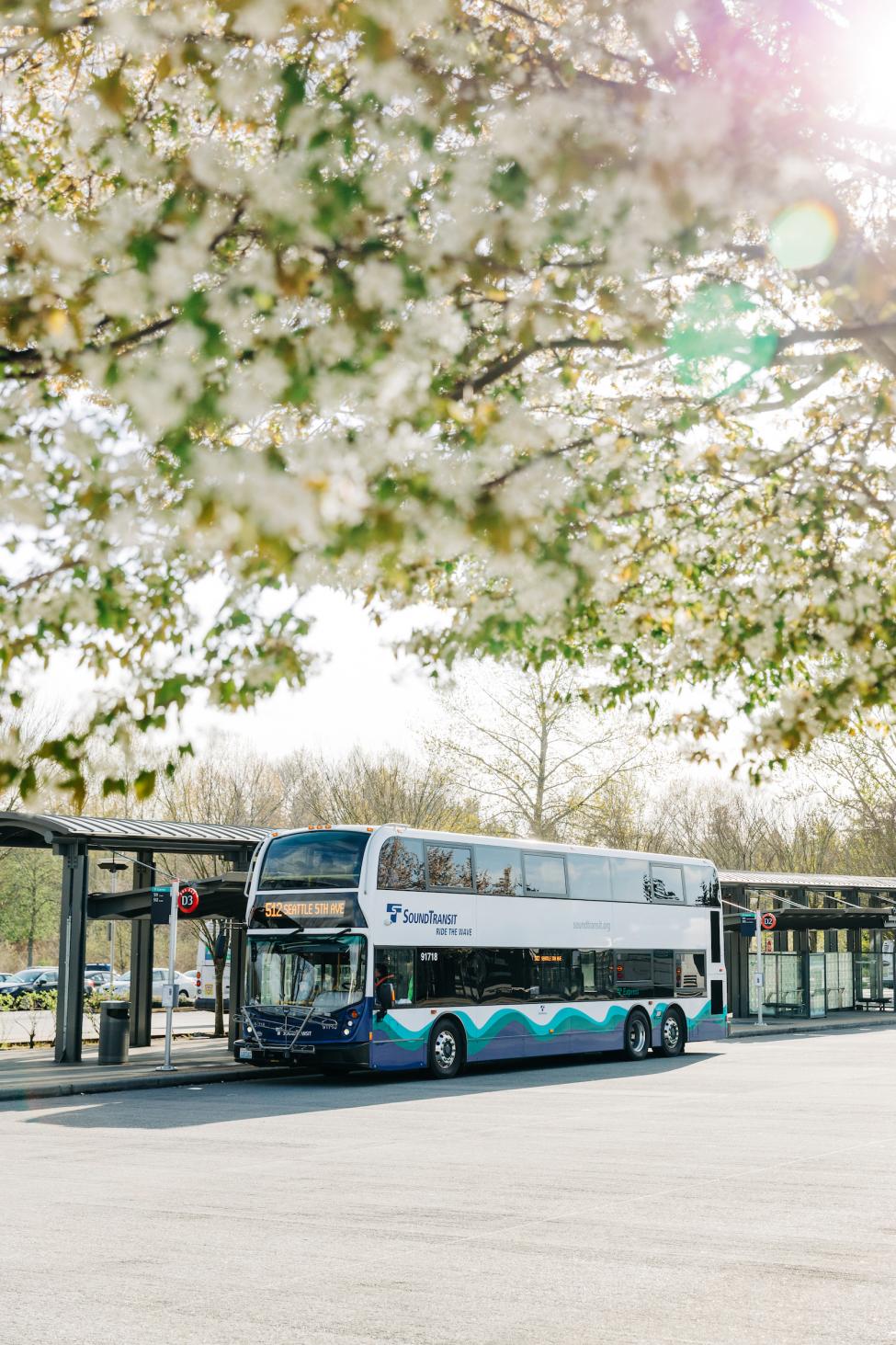 An ST Express Bus at the Lynnwood Transit Center in April, with cherry blossoms framing the top half of the photo.