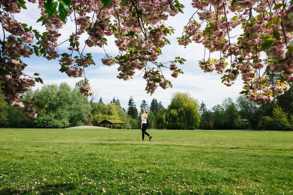 A young woman walks through a grassy area in Ronald Bog Park, with cherry blossom tree branches visible over her head.