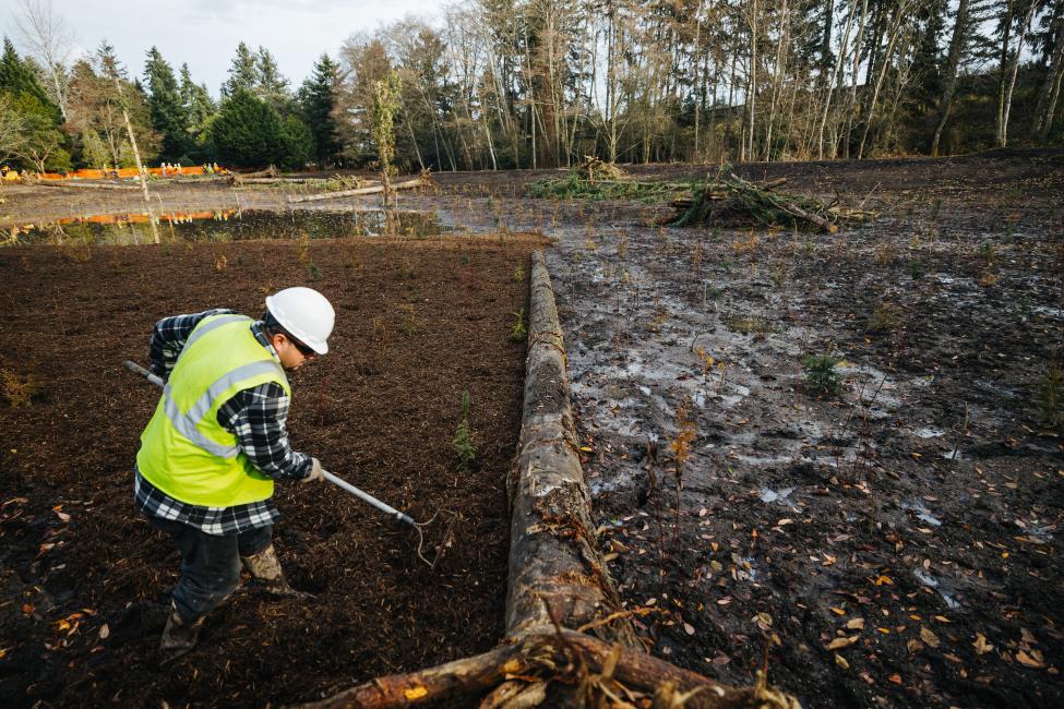 A worker in a hard hat and yellow vest rakes mulch in a wetland.