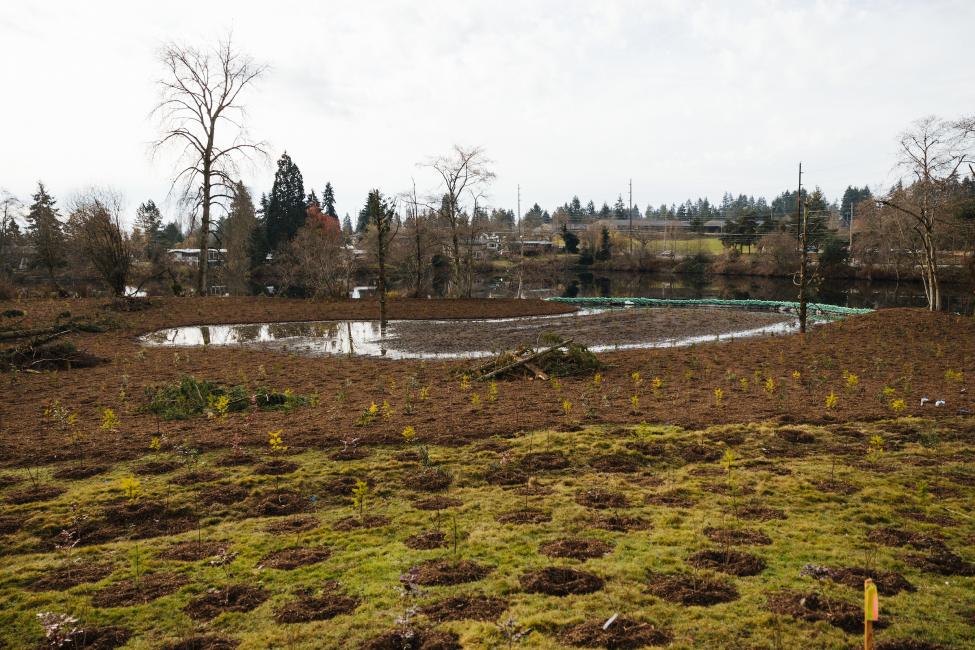 Newly planted trees are in the foreground of the photo, with a small body of water in the background.
