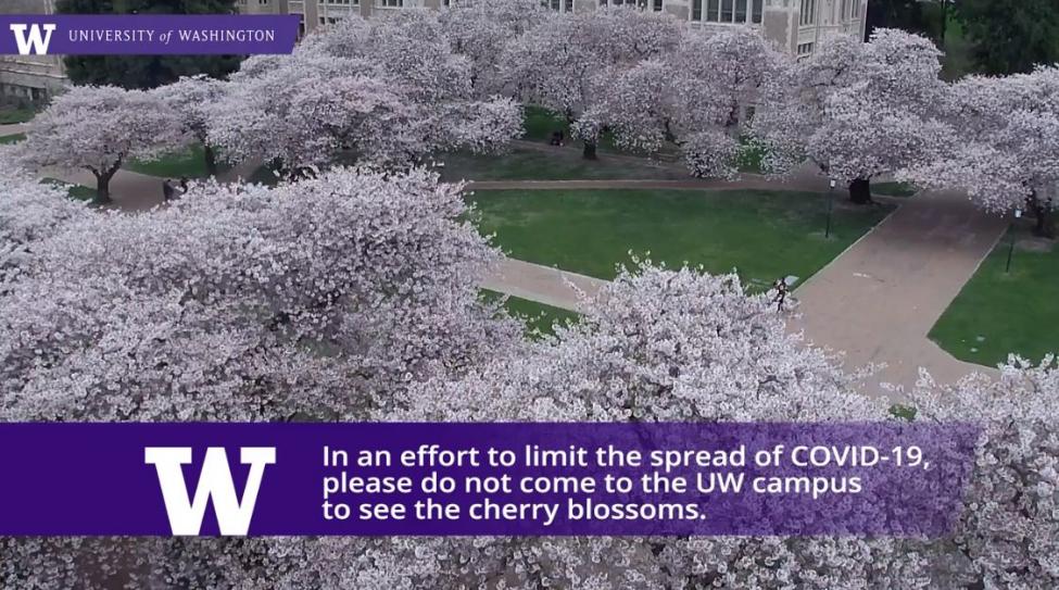 A screenshot of the University of Washington's online cherry blossom camera tells people to stop the spread of COVID-19 by not coming to campus to see the blooms this year. 