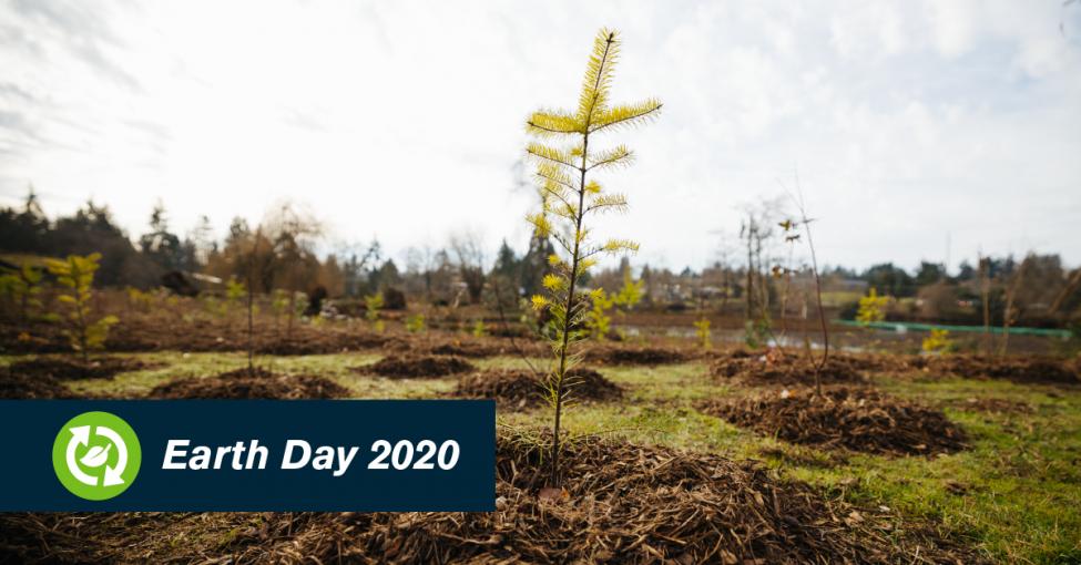 A small tree is planted rises from the ground with the sun in the background after being planted at a park in Shoreline.