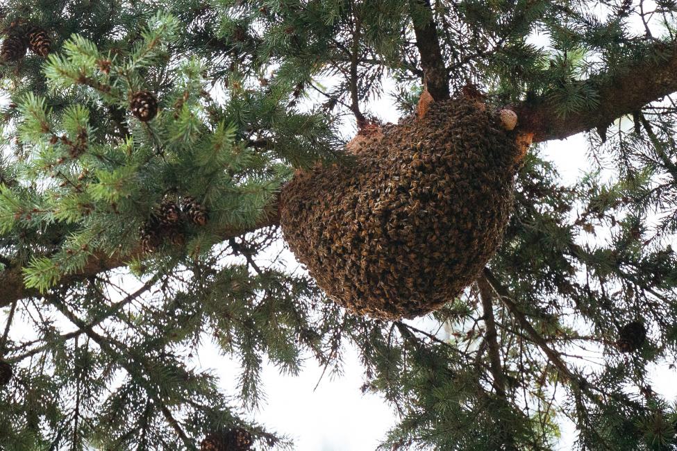 A honey bee hive hangs off a tree branch.