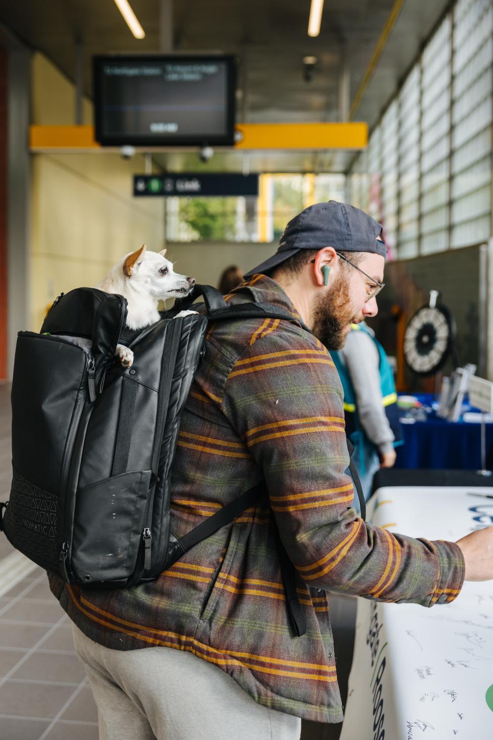 A man has a small white dog in his black backpack.