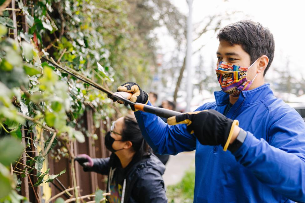 A man wearing a blue shirt uses clippers to tame ivy on a garden wall. 