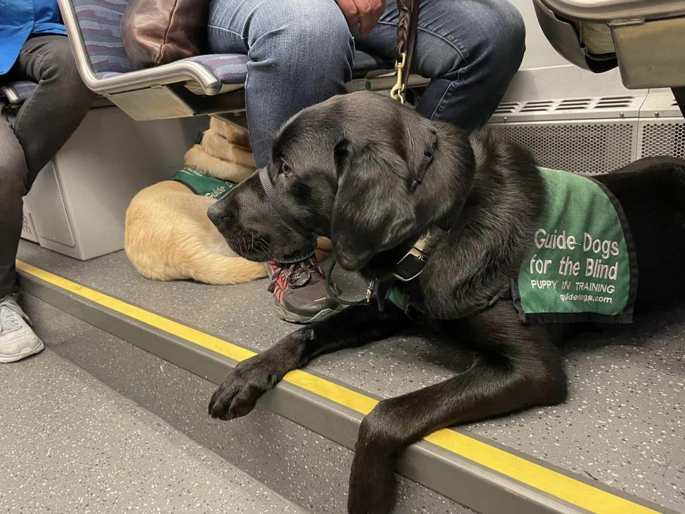 A black dog sits under a Link seat