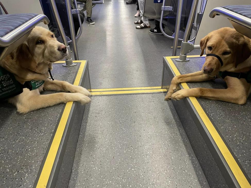 Two guide dogs sit under seats on a Link train