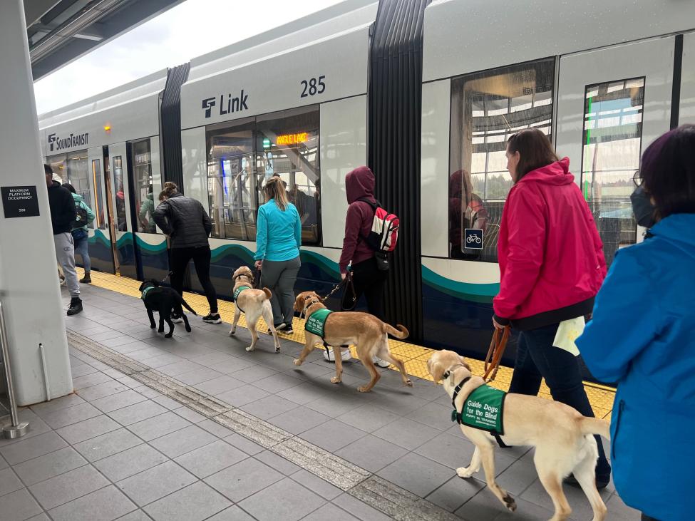 Puppy raisers walk their dogs along a Link platform