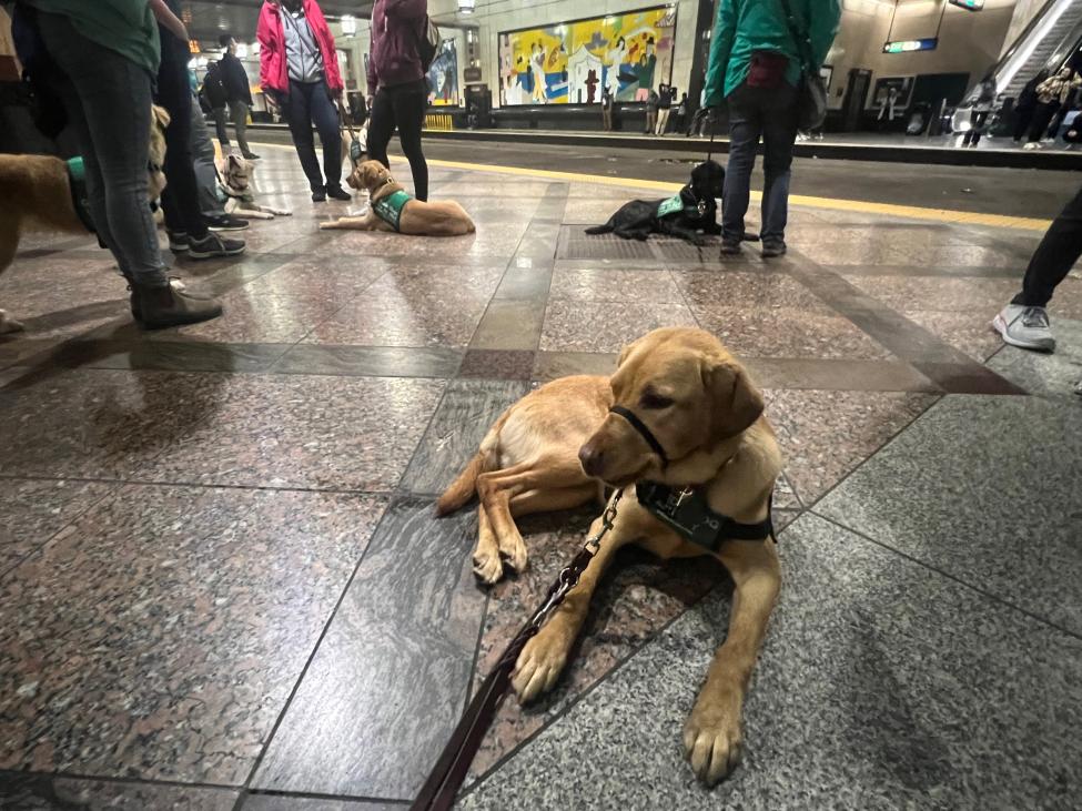 A yellow dog on a leash lays on the platform at Westlake Station