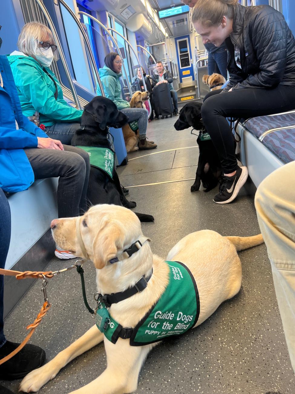 A blonde dog sits on the floor of a Link train