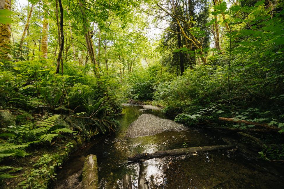 The lush landscape of Thorton Creek and surrounding greenery 