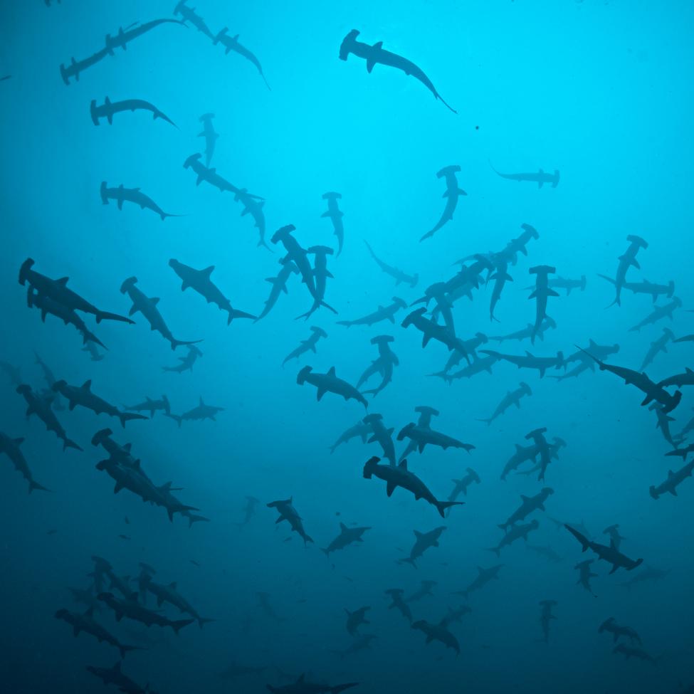 A group of hammerhead sharks swim in a blue ocean
