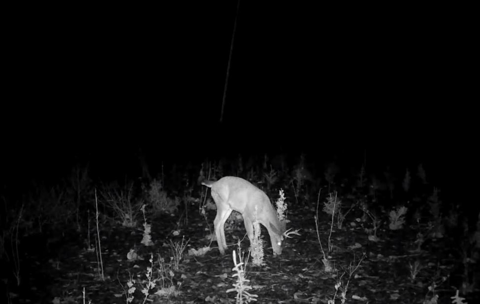 photo of deer with antlers eating from the ground at night