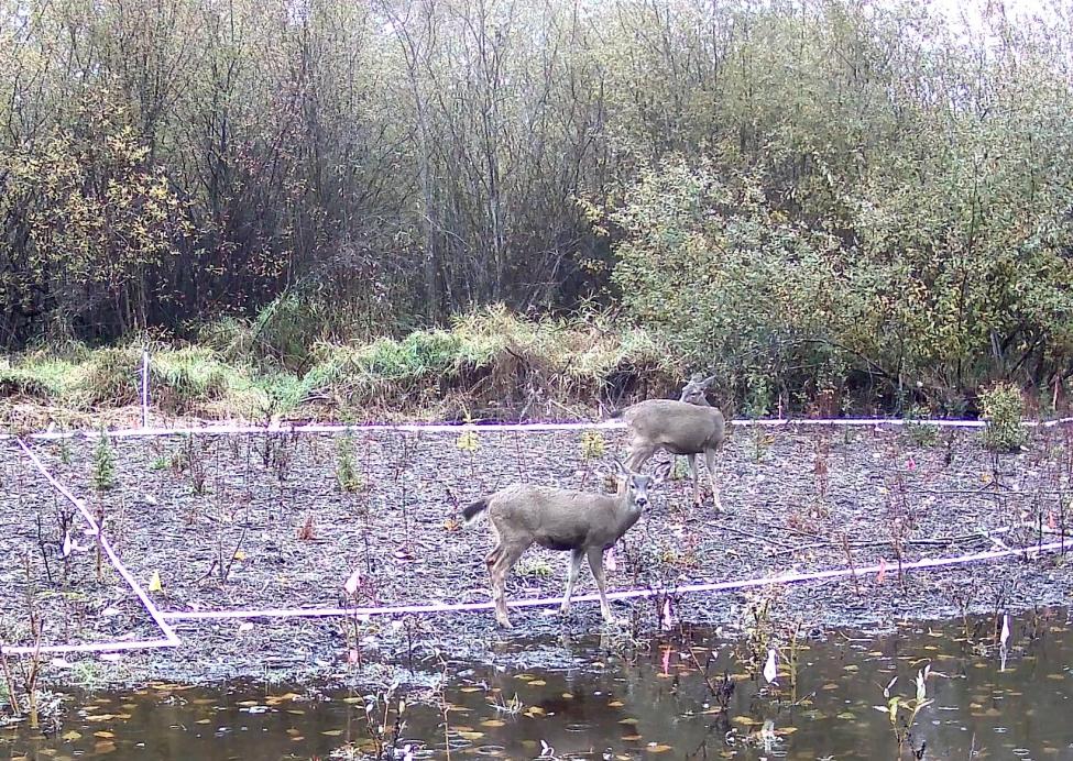 photo of deer looking at the camera