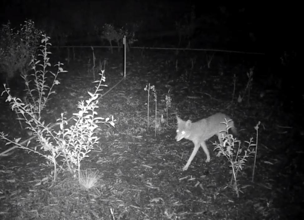 photo of fox walking by shrubs at night