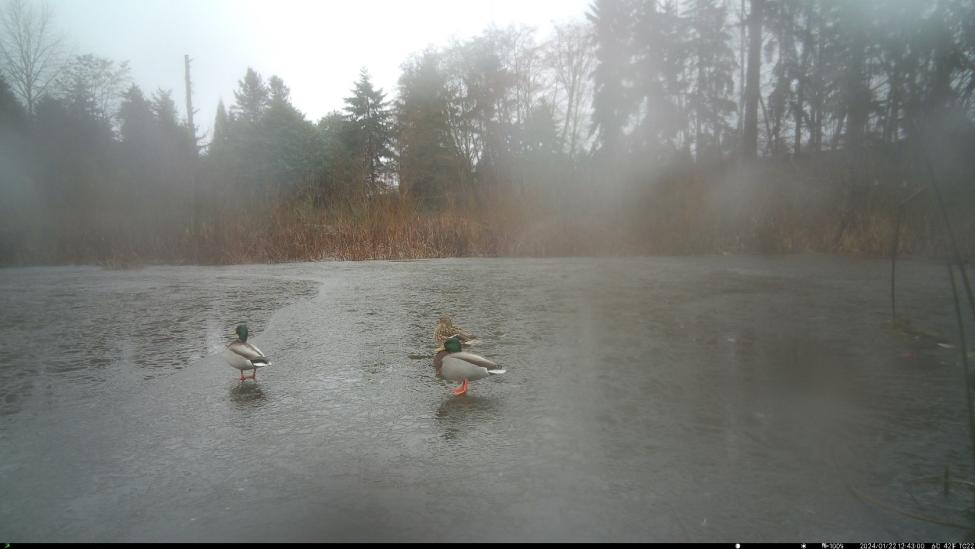 photo of ducks resting on a frozen pond