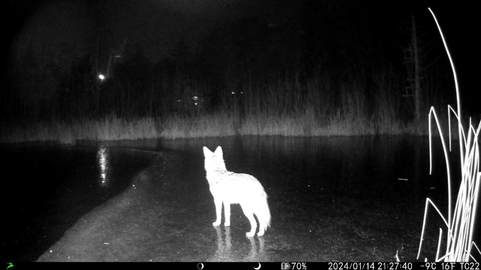 photo of wolf standing on frozen pond