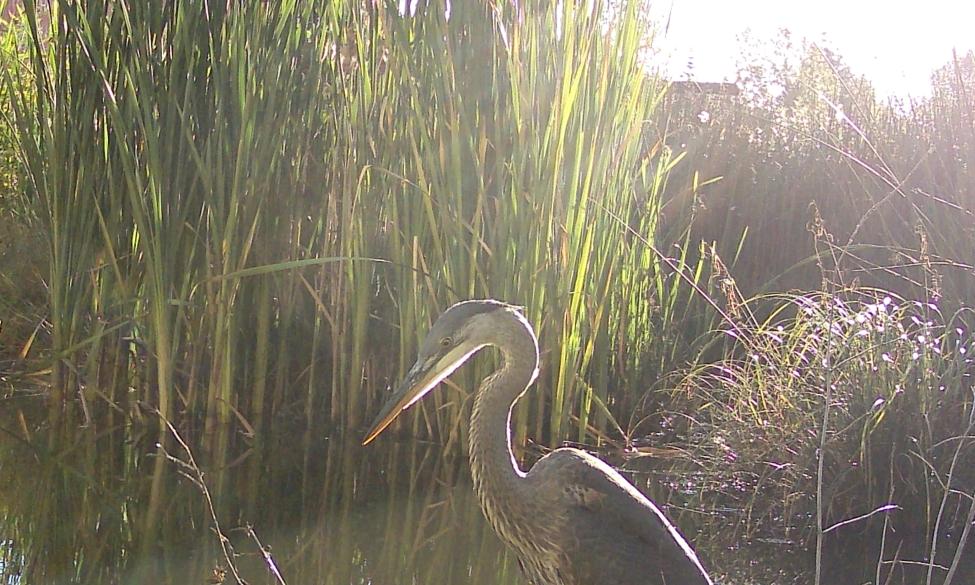 photo of a heron in a pond looking down at the water with the sun shining in the background