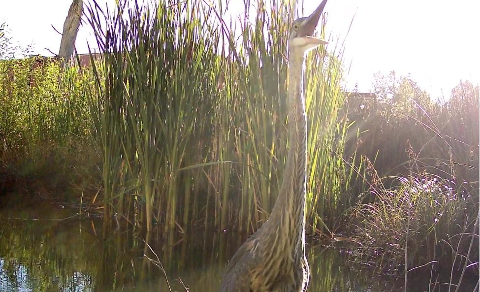 photo of a heron in a pond excited with mouth open with the sun shining in the background