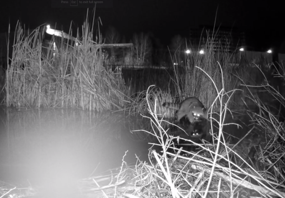 photo of raccoon looking down at water in marsh area at night