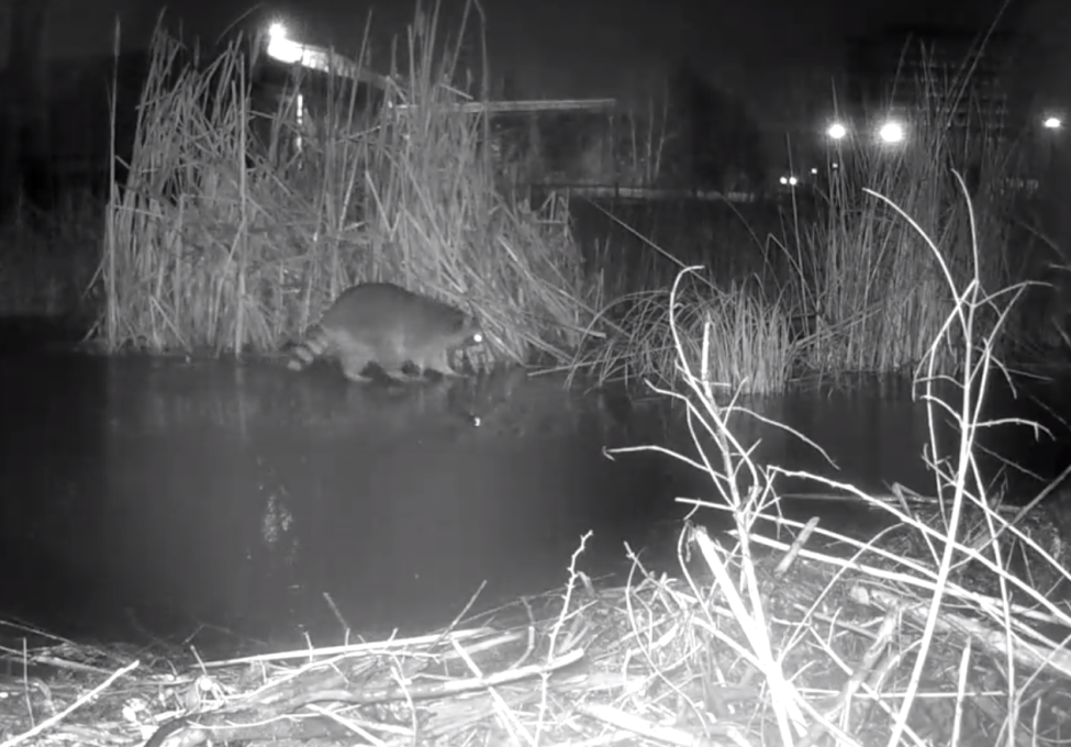 photo of raccoon wandering in a marsh area at night
