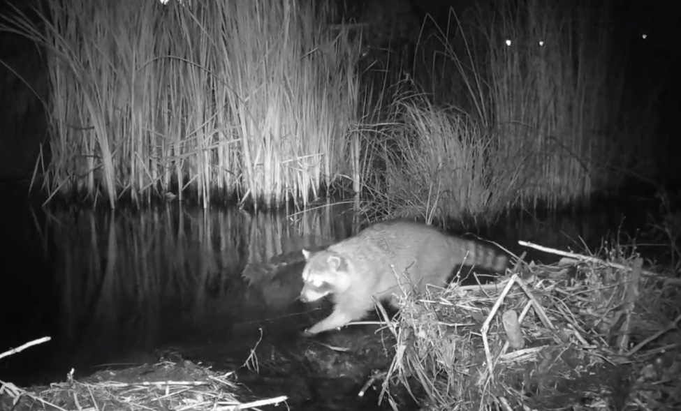 photo of raccoon wandering in a marsh area at night