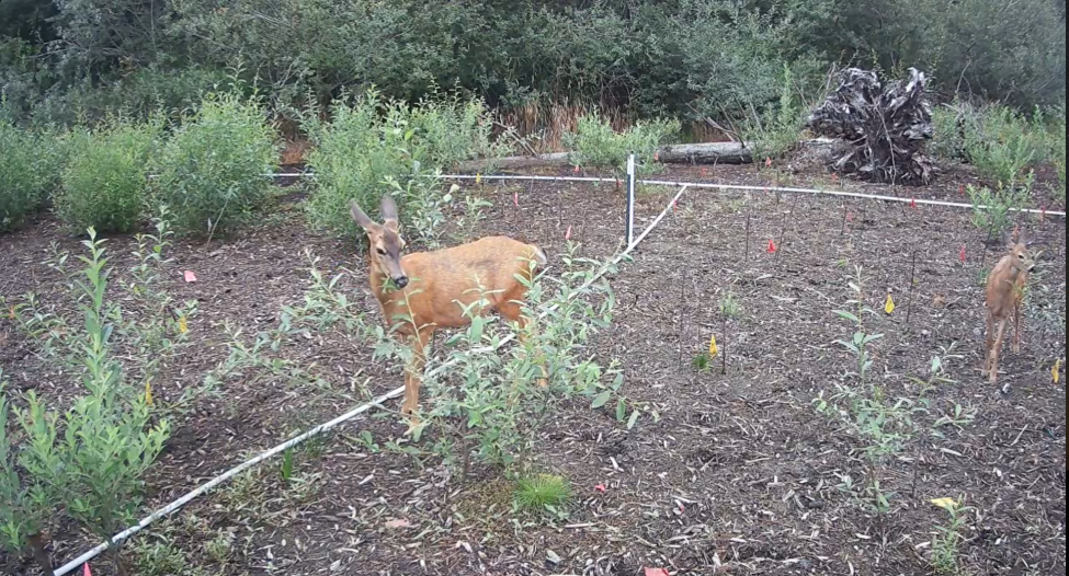 photo of deer eating leaves with shrubs planted nearby