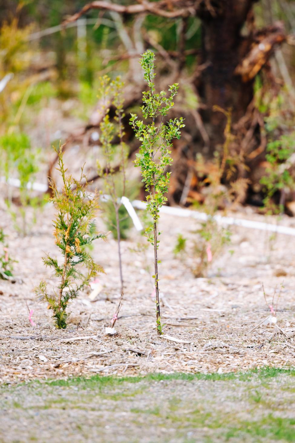 A tiny tree grows in a park