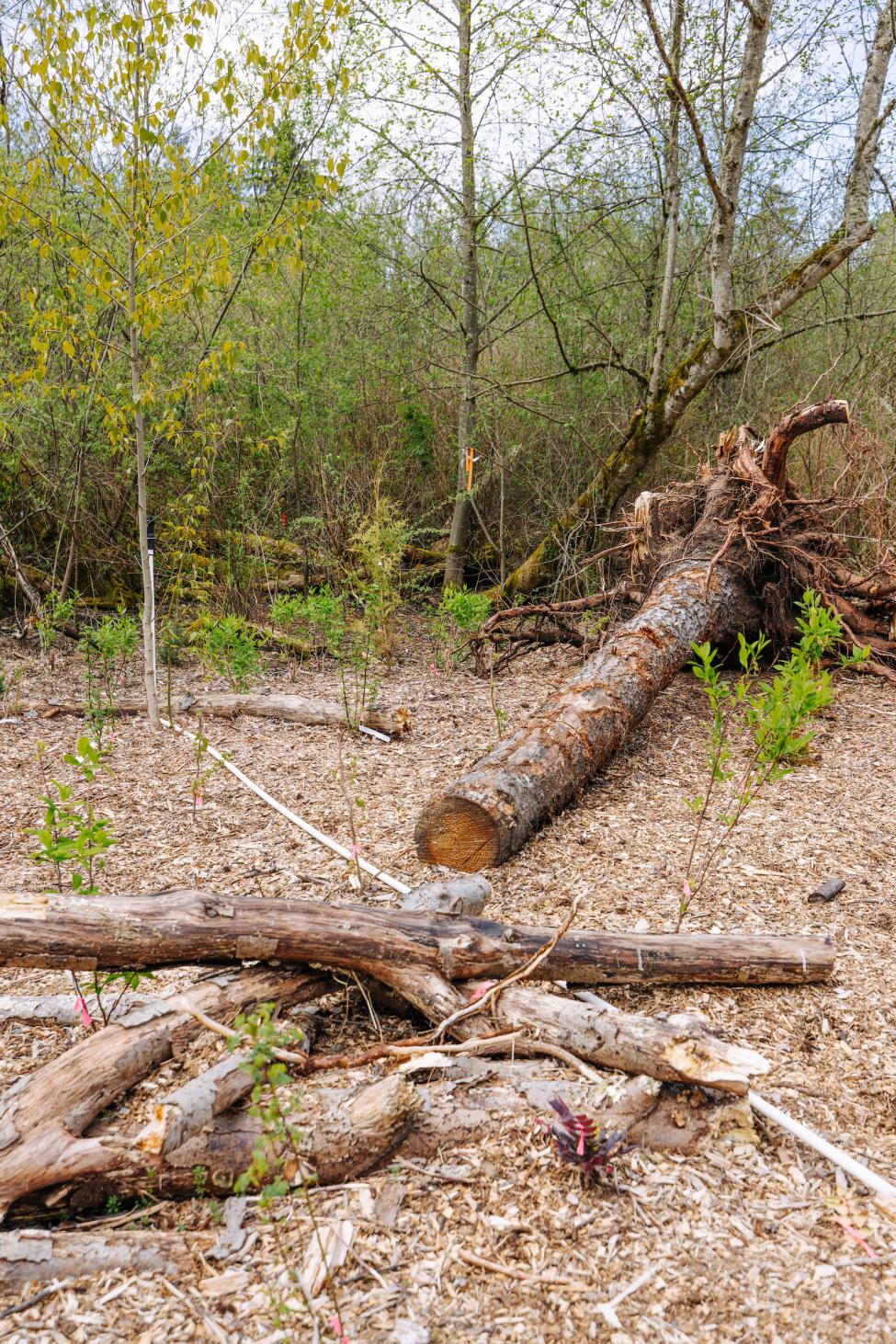 A pile of logs near a wooded area of a park