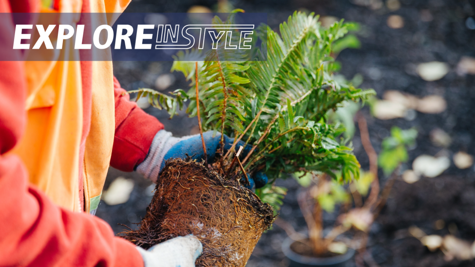 A photo of a person in orange holding a plant ready to be put in the ground.