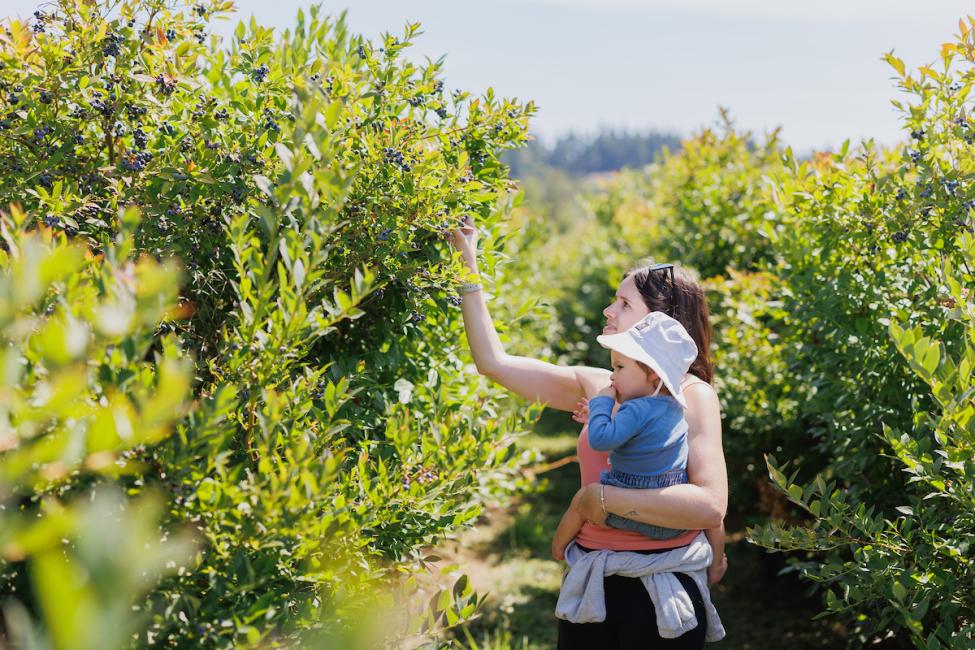 A mom and baby pick blueberries at a farm in Bellevue 