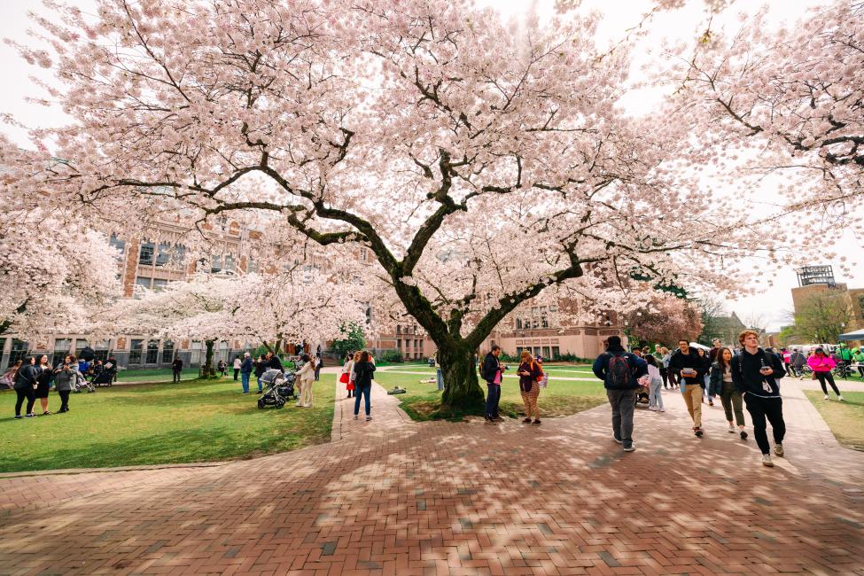 People walk beneath the large cherry blossom trees in the UW quad