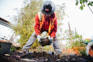 A worker planting a new tree as part of the environmental mitigation work along the Blue Line.