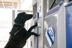 K-9 Luna works for the King County Sheriff’s Office, Sound Transit Police Division.