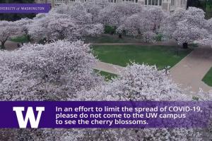 A screenshot of the University of Washington's online cherry blossom camera tells people to stop the spread of COVID-19 by not coming to campus to see the blooms this year. 