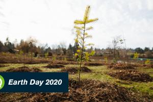 A small tree is planted rises from the ground with the sun in the background after being planted at a park in Shoreline.