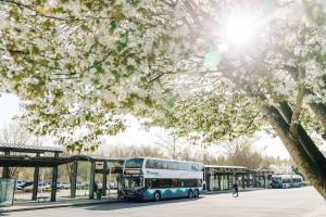 A 512 bus at a stop with cherry blossoms above it