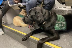 A black dog sits under a Link seat